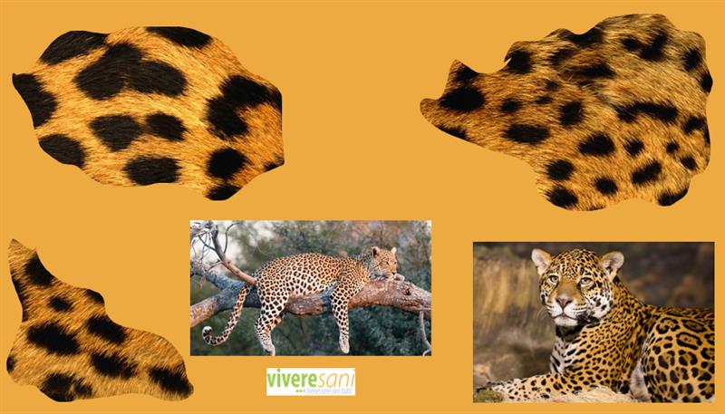 La premura di mamma leopardo
